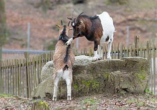 Moderne Infrastruktur im Wildpark Feldkirch (Ö)